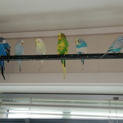 Tribute to the Budgerigar