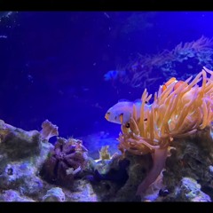 Swimming