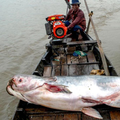 Haddock