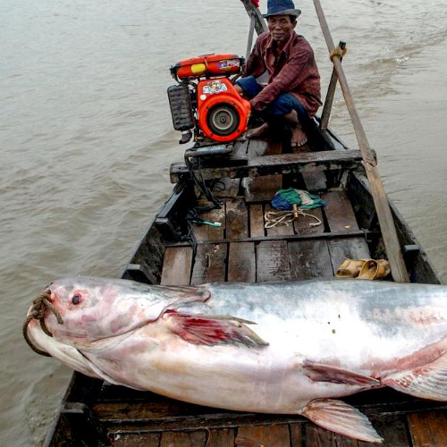 Haddock