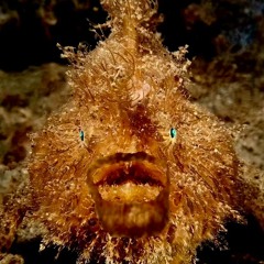HARRY FROGFISH - LOOPDIGGGERS SUNDAY ROULETTE #123
