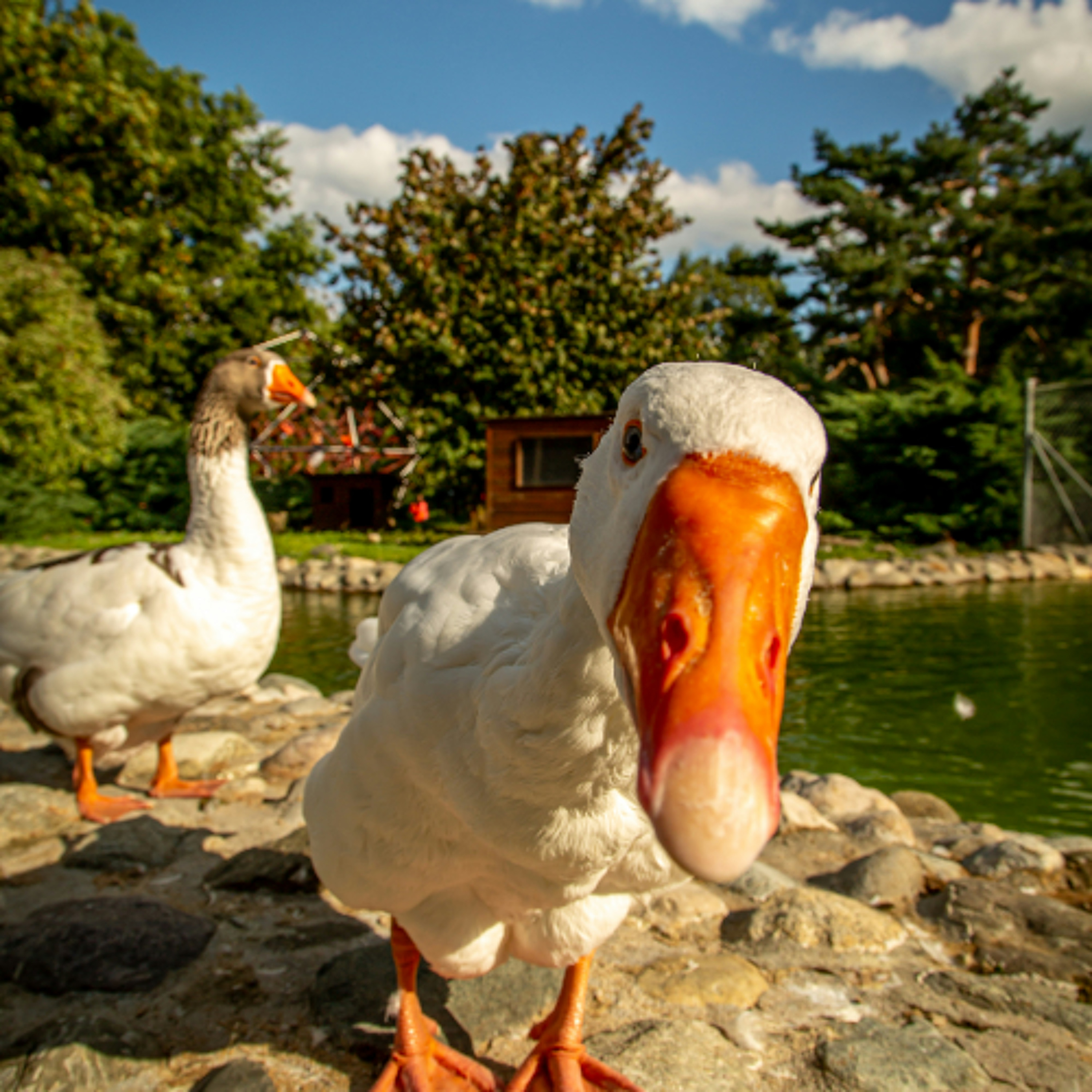 Descendants of Convict Ducks