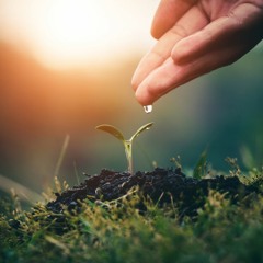 Seedling