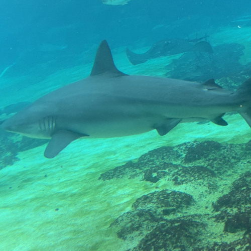 Maroon 5 - Cold (Ft. Future) ( Bootleg)