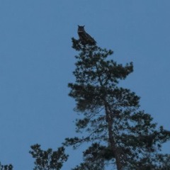 Dawn with Eagle Owls