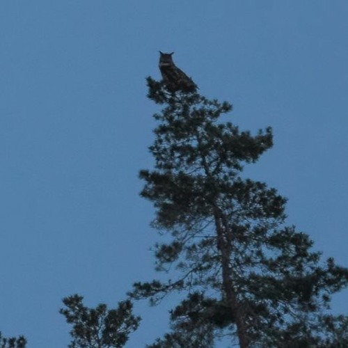 Dawn with Eagle Owls