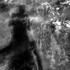 Voces en el desierto