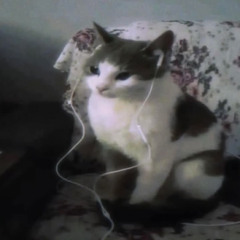 MOLLYWOOD BOUNCE KISMACSKA EDITION (˶˃ ᵕ ˂˶)