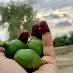 Minhaj Mukhtar Ghazal - Zulfani Sahega Shap