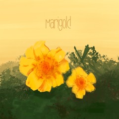 Marigold