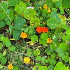 gaza deserves abundance