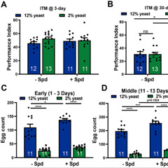 Spermidine and Protein Restriction Independently Protect Brain and Body from Aging in Flies