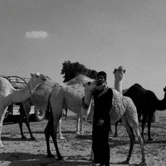 شوق بدويٍ ضاعت أغلى نياقه !