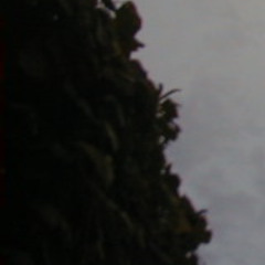 薊の雨