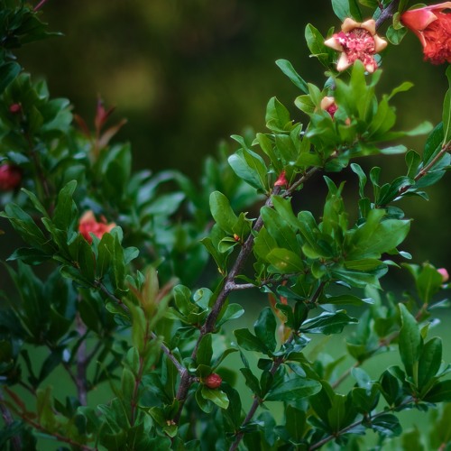 2025-11-09-TheDoctrineOfGodRevealedThroughChristPt11v