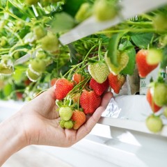The strawberry sector is on the move - Growing a better future