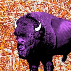 Live From Purple Buffalo 8/12