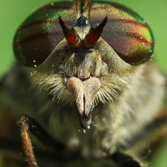 Horse flies - Asmr