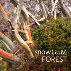 "Snow Gum Forest" - Album sample, recorded in Kanangra-Boyd National Park, Australia