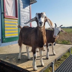 Claas_Medegehoppel_2024