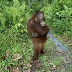 Hardstyle (RAWSTYLE/HARDCORE/UPTEMPO/GABBER/FRENCHCORE)