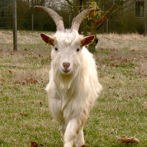 Quatorzième épisode : un nul à Domec, c'est une revanche sur la vie