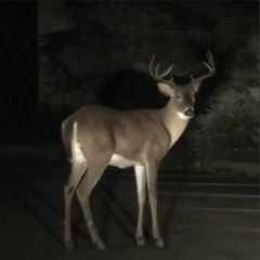 kotanaji - deer in the head lights
