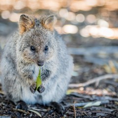 *Australie*- Perth et région, le quokka et les rooftops [#14]