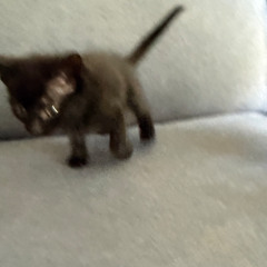 Kiko Schüler, Rei - Dame de eso ft. Rei Musri