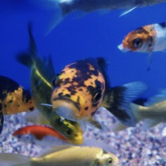 Universal Infinity Pool (demo)