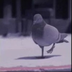 Oorbit - Viva La Pigeon