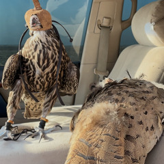 Falcon - Mashup