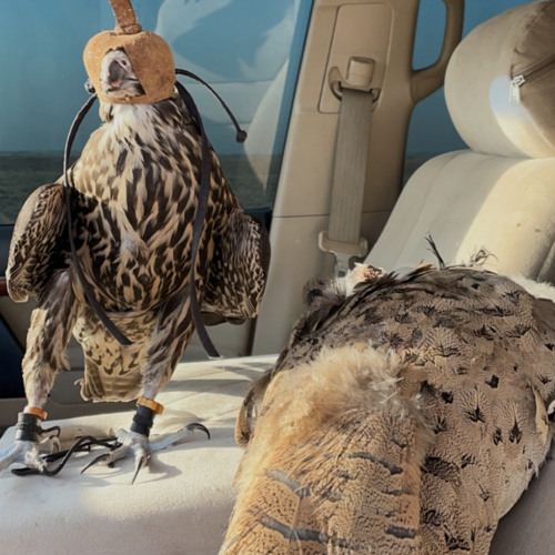 Falcon - Mashup