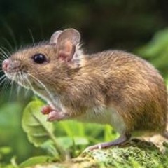 Mice - Capades