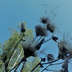 Unbearable Lightness