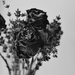 Cental Harper-Flowers