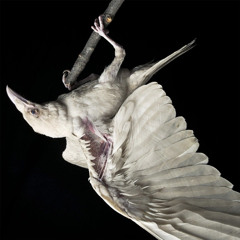 white raven (remix) w/ hollowshawdy