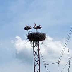 The Dalgopol Storks / Дългополските щъркели