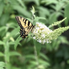 Instrumental Hymns 2