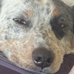 nikita the wicked like me infinight bass