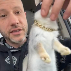 rabbit out the hat redux