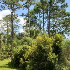 St. Marks National Wildlife Refuge, Florida, USA