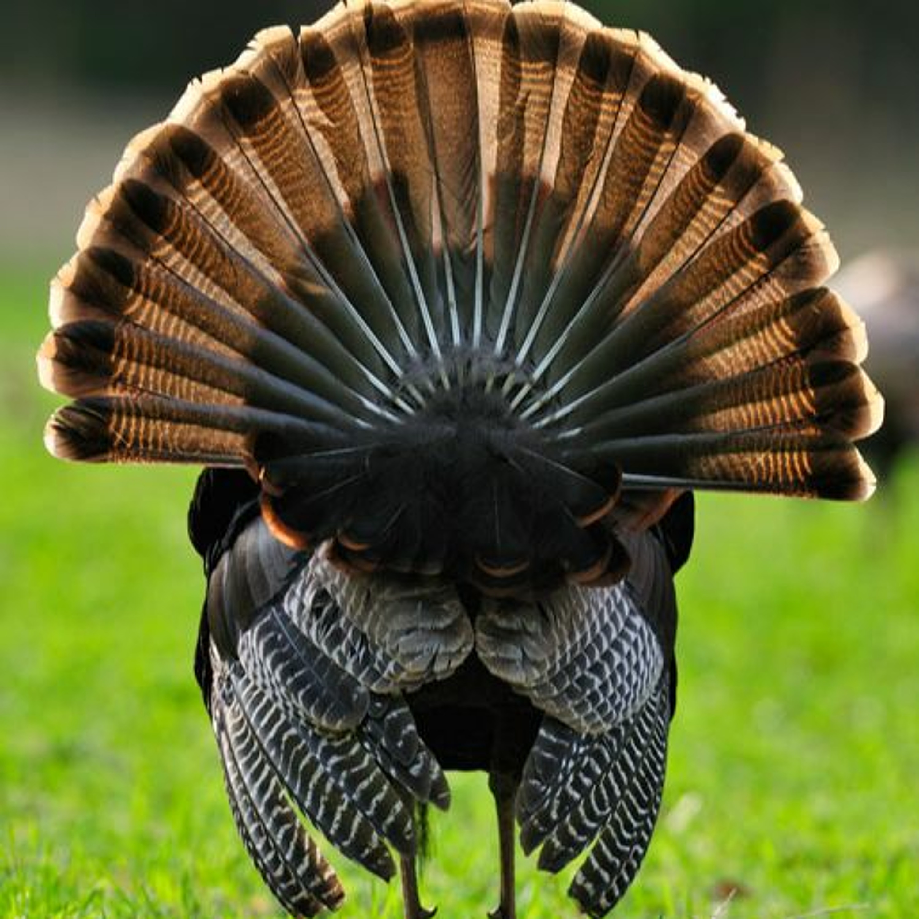 Boots & Tailfeathers