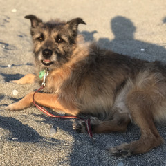 Christian Okrim - WiLD (Original Mix) [FREE DOWNLOAD]