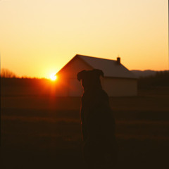 A man's best friend