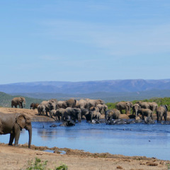 Animals at a Watering Hole - African-Inspired Music