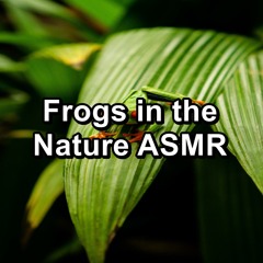 ASMR Frogs Sound