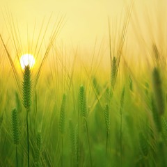 Open Fields