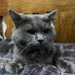 SITWASYONshit [@Eureka Beats]