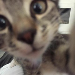 Chats (prod.fxckyeahako)